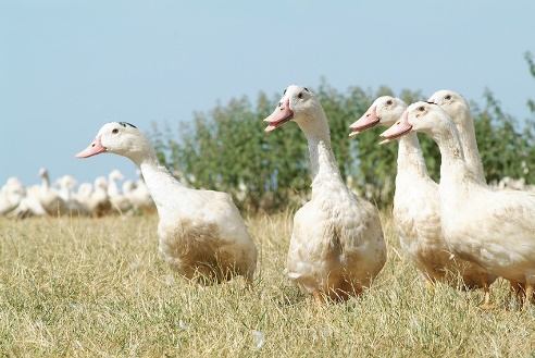 Canards tradition et gourmandises